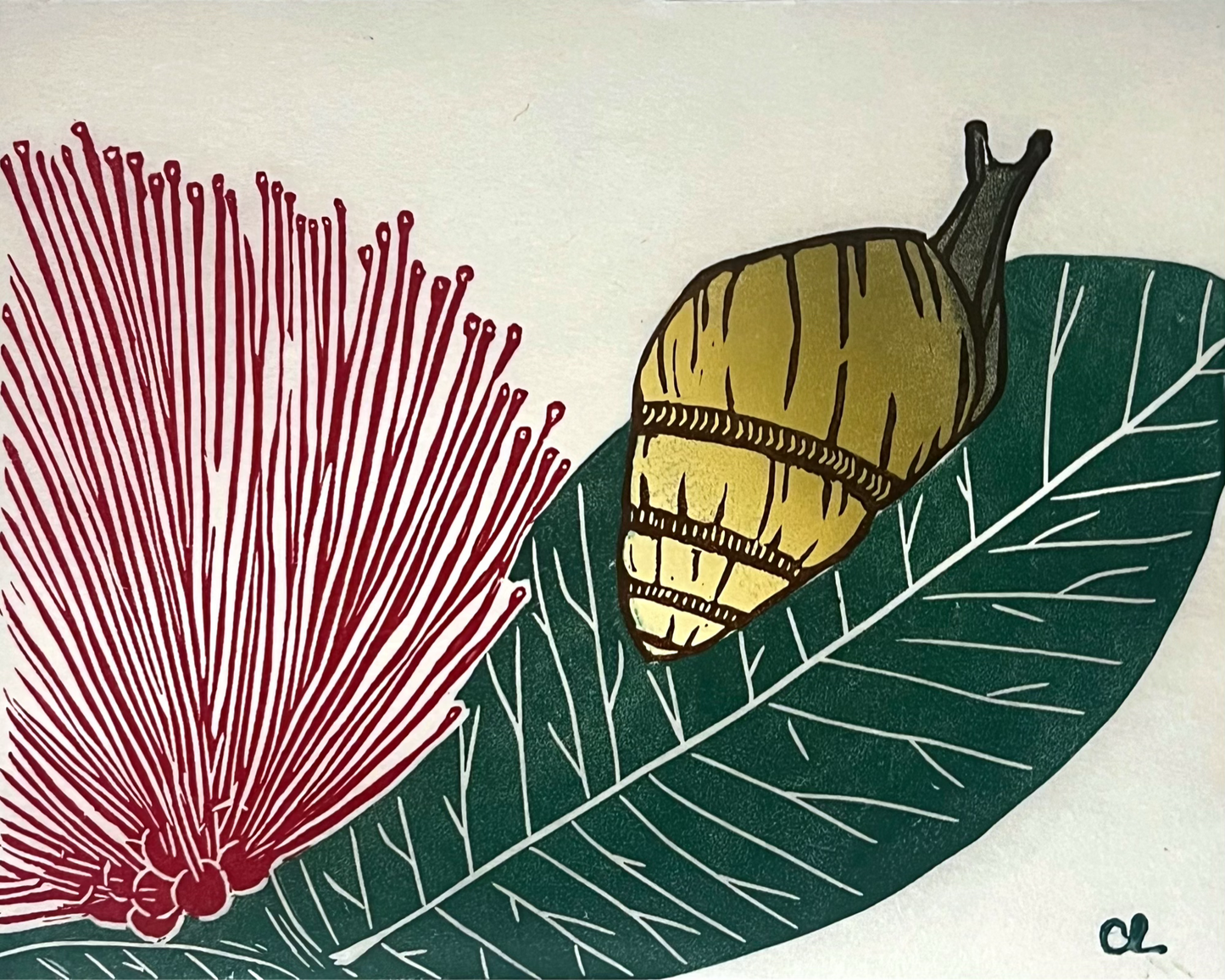 ‘Kāhuli on ‘Ōhi‘a’