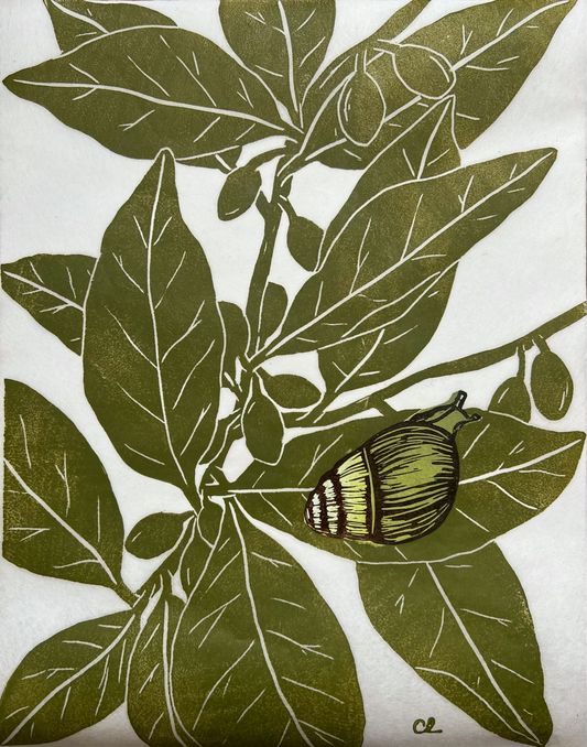 ‘Kāhuli on Olopua’